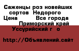 Саженцы роз новейших сортов. Недорого. › Цена ­ 350 - Все города  »    . Приморский край,Уссурийский г. о. 